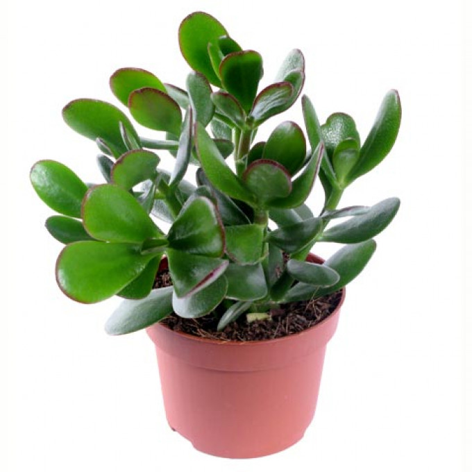 Красула (Денежное дерево)