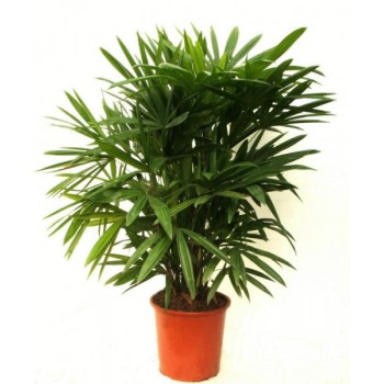 Chamaedorea palm