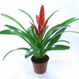 Цветок Вриезия