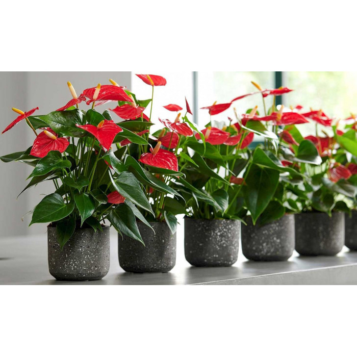 Антуриумы в Форте-Шевченко