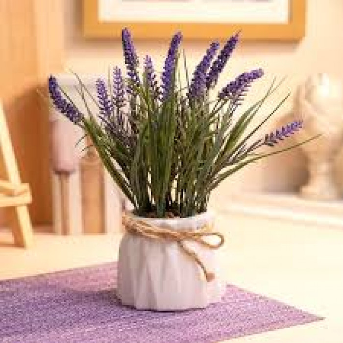 Лаванда в Форте-Шевченко