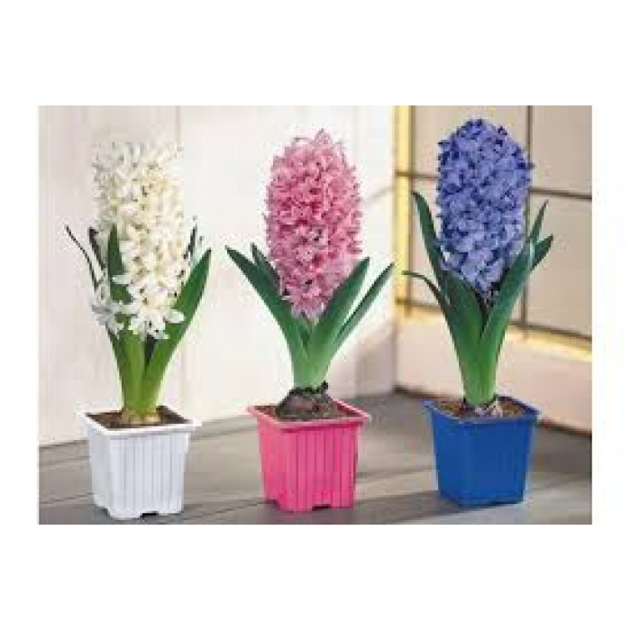 Гиацинты в Форте-Шевченко