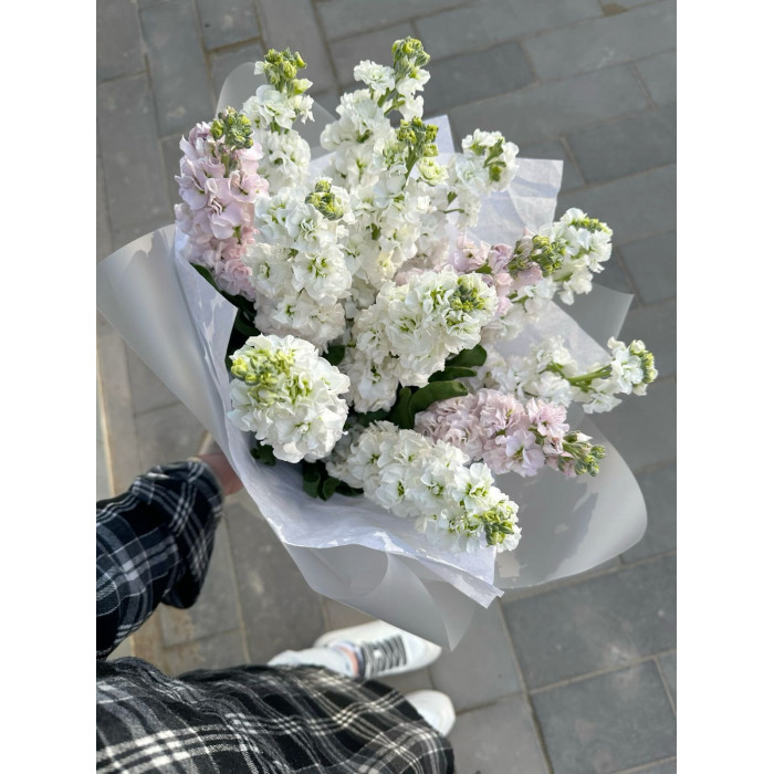 Маттиола в Форте-Шевченко