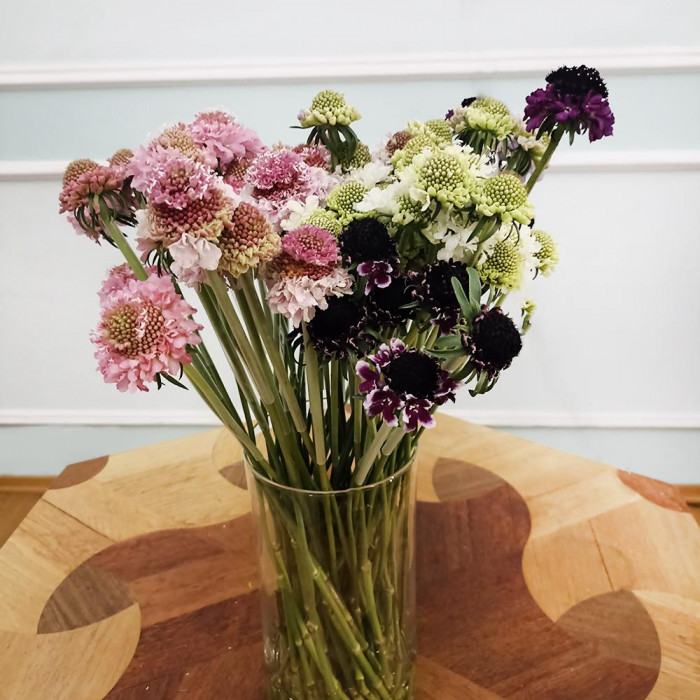 Скобиоза в Форте-Шевченко