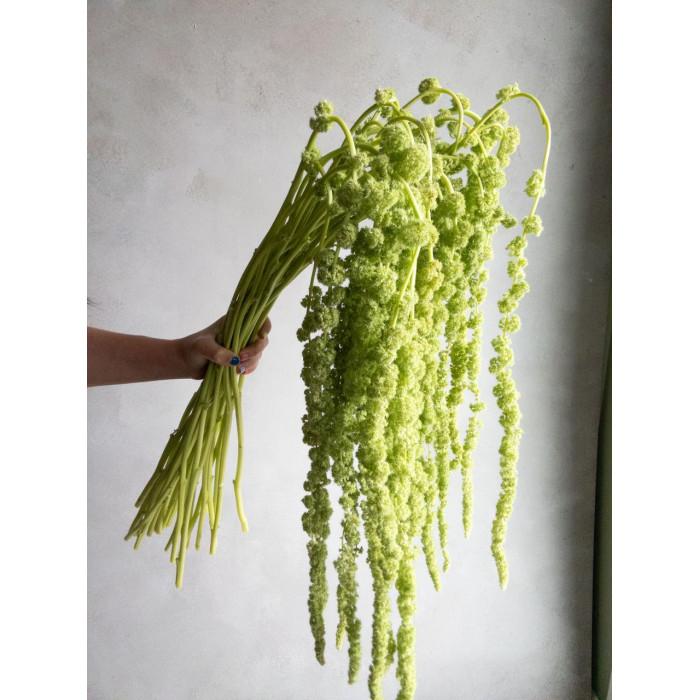 Амарантус в Форте-Шевченко