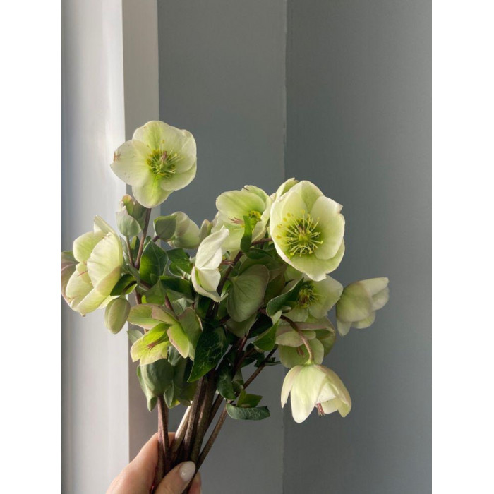 Хелеборус в Форте-Шевченко