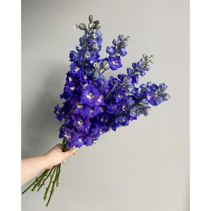 Делфиниум в Форте-Шевченко