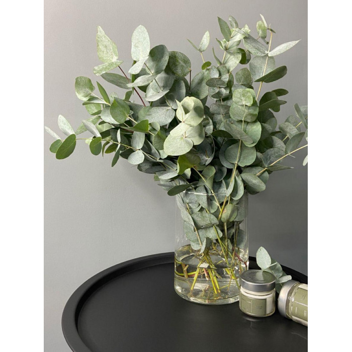 Эвкалипт в Форте-Шевченко