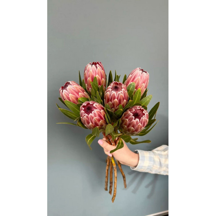 Протея в Форте-Шевченко