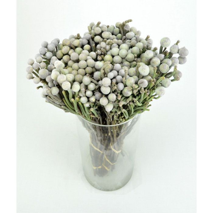 Бруния в Форте-Шевченко