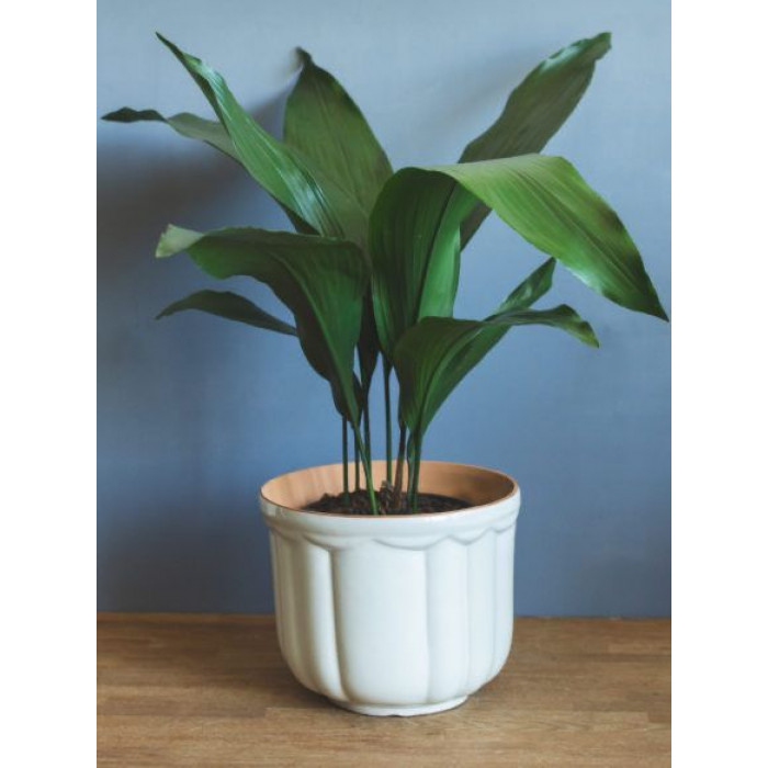 Аспидистра в Форте-Шевченко