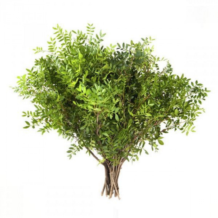 Писташ в Форте-Шевченко