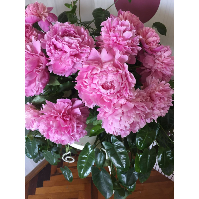 Пион древовидный в Форте-Шевченко