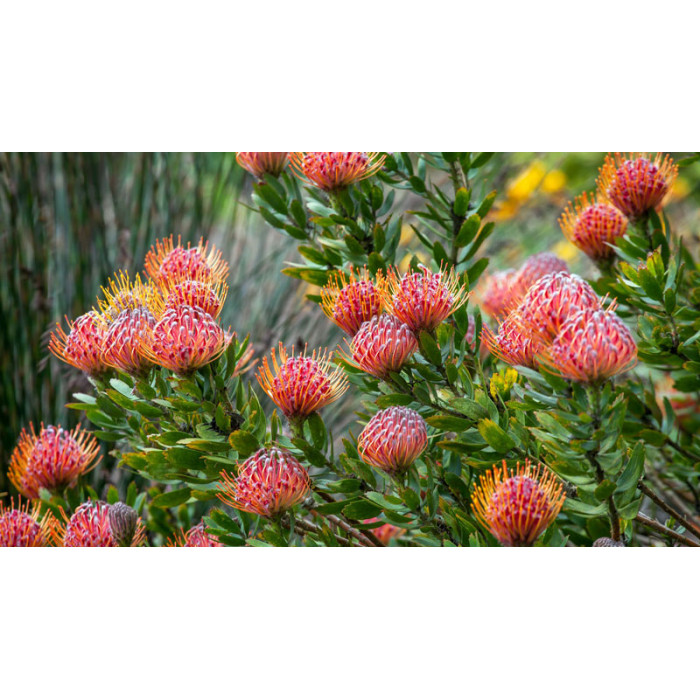 Леукоспермум в Форте-Шевченко