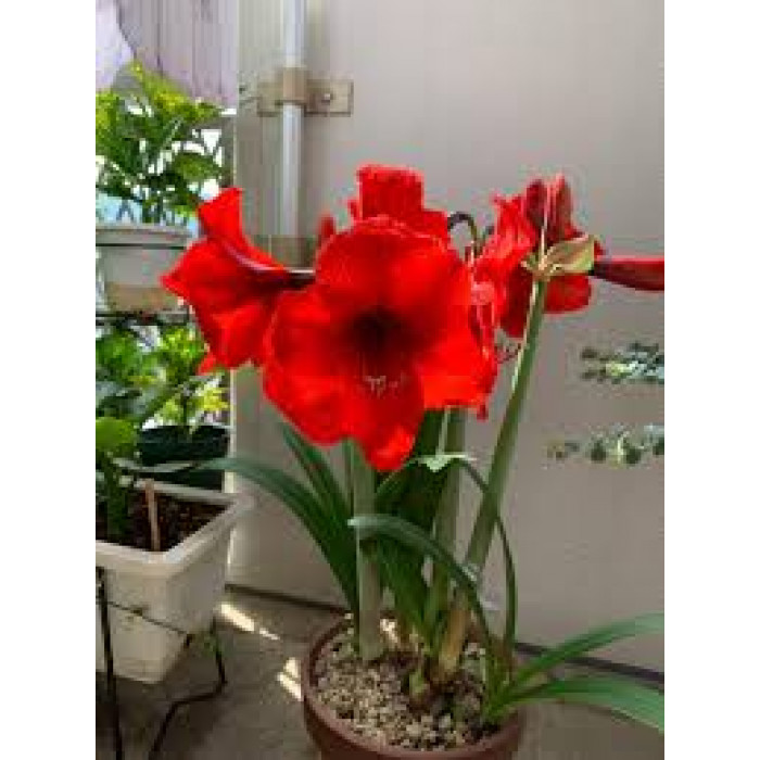 Амариллис в Форте-Шевченко