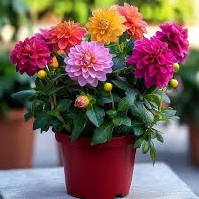 Георгины в Форте-Шевченко