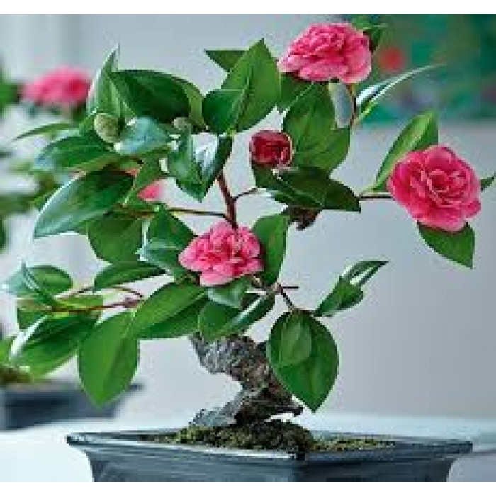 Камелия в Форте-Шевченко