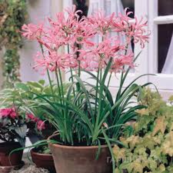 Нерине в Форте-Шевченко