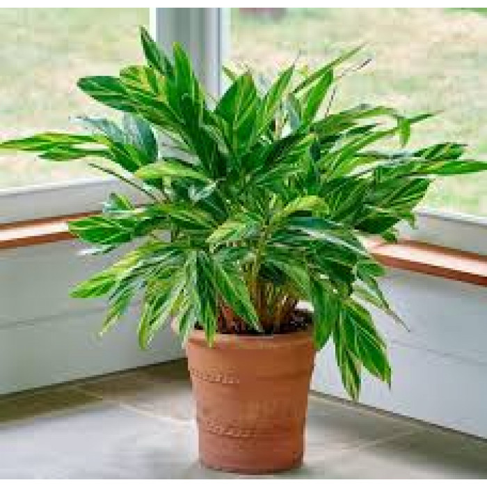 Альпиния в Форте-Шевченко