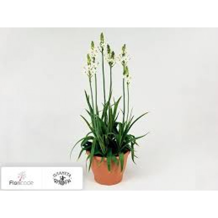 Орнитогалум в Форте-Шевченко