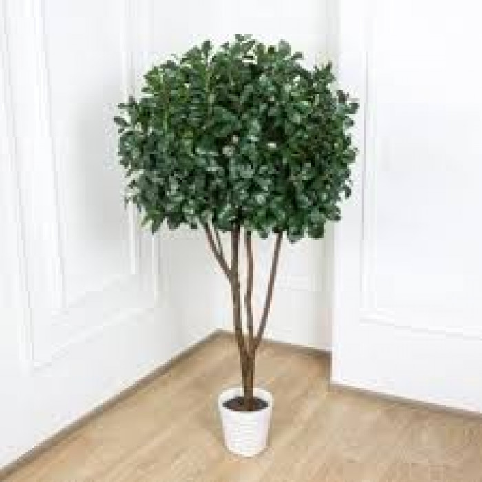 Рускус в Форте-Шевченко